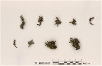 藏品(石蕊屬)的圖片